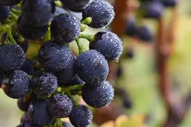 Southern Open Vineyard Weekend